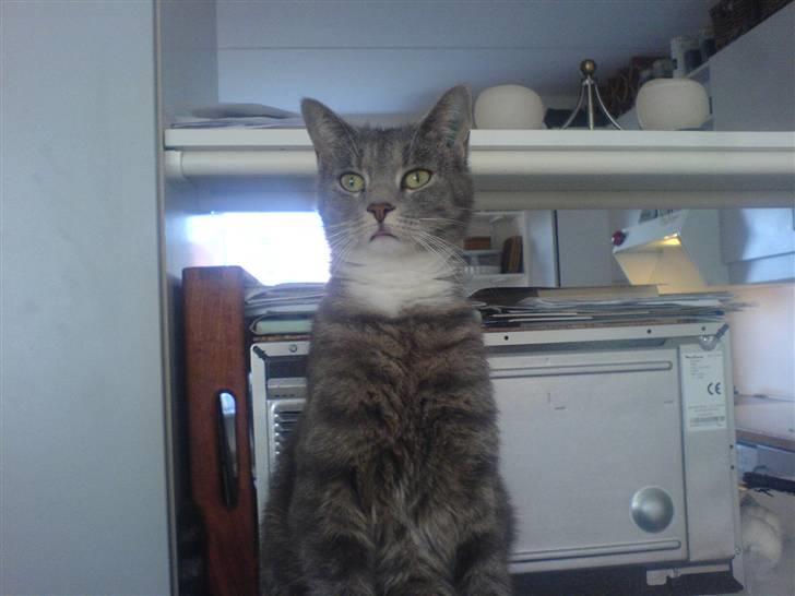 Huskat Marie - Det er så den hund igen billede 7