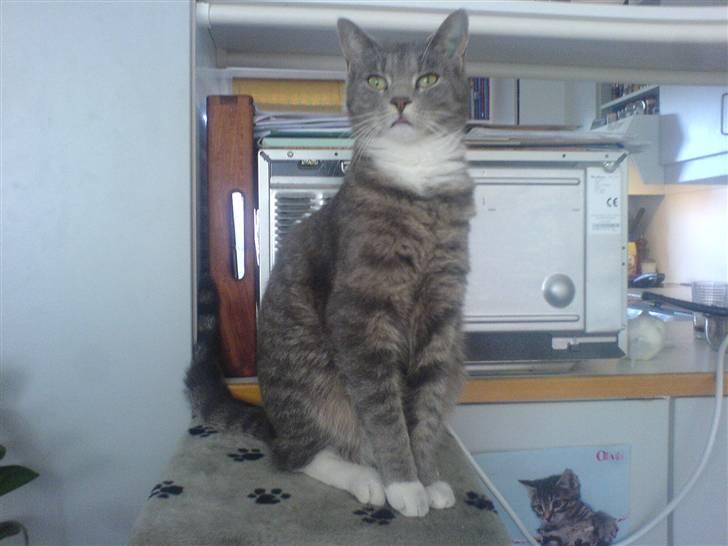 Huskat Marie - Igen den hund i kan se den er meget spændende billede 8