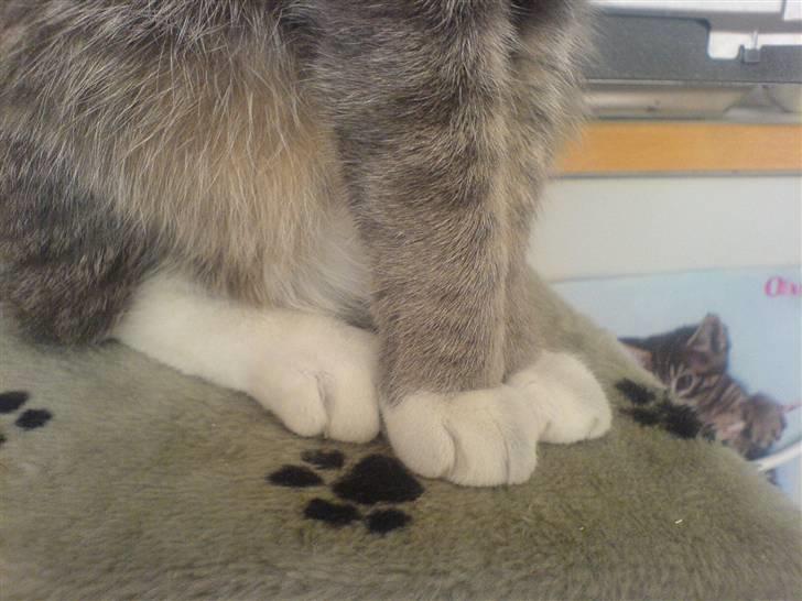 Huskat Marie - Det er så hendes fire sokker billede 9