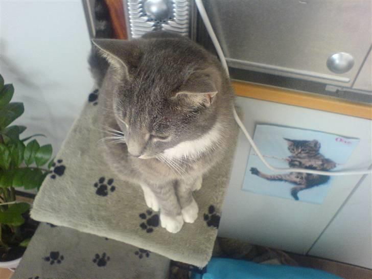 Huskat Marie - Super pænt billed oppe fra billede 10