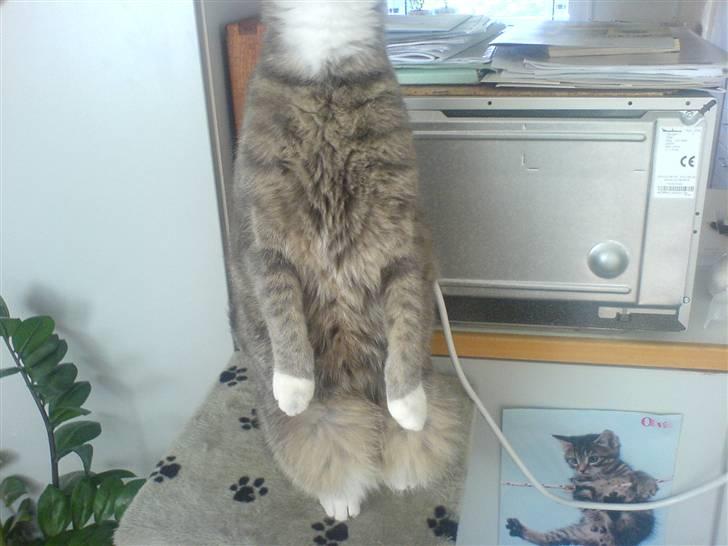 Huskat Marie - Det er så hendes lille trick med bagben men vi snyder lidt fordi hun sidder jo ned men hun kan også stå på bagben billede 11