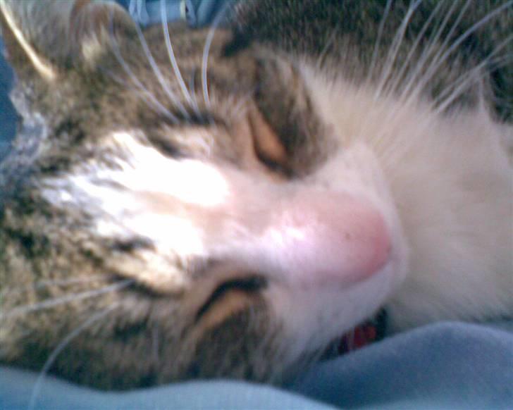 Huskat Tulle - Velkommen til Tulles profil<33 billede 1