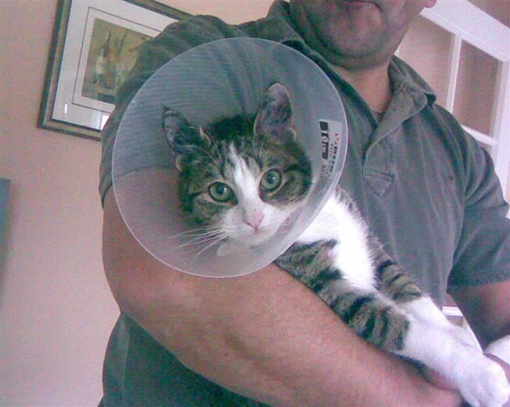 Huskat Tulle - Tulle med krage på, den var hun ikk så glad for...thi-hi... billede 2