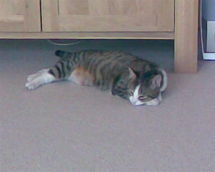 Huskat Tulle - Missen var lige blevet træt...<33 billede 3