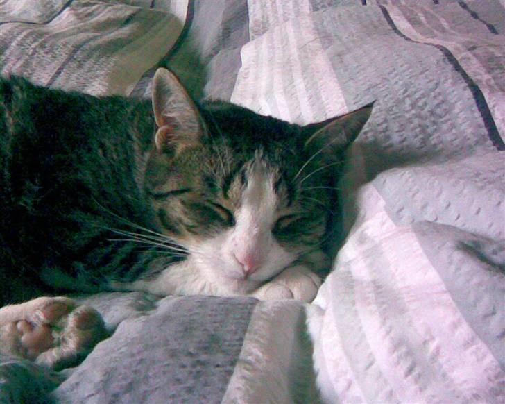 Huskat Tulle - Sover i sengen...<33 billede 5