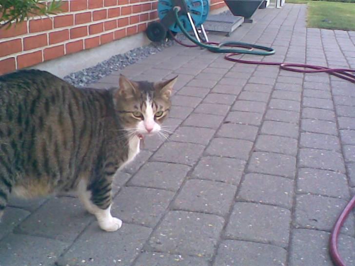 Huskat Tulle - Tulle i haven... der kan man rigtig se hvor tyk hun er<33 billede 6