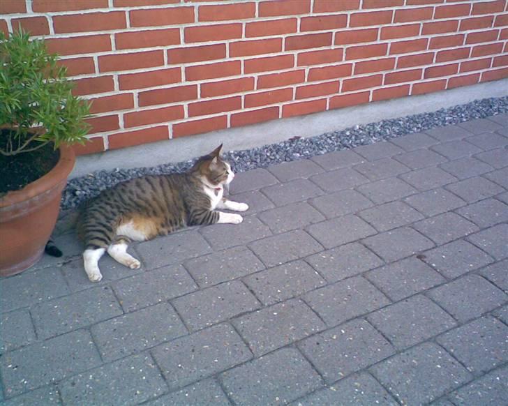 Huskat Tulle - <33 billede 7