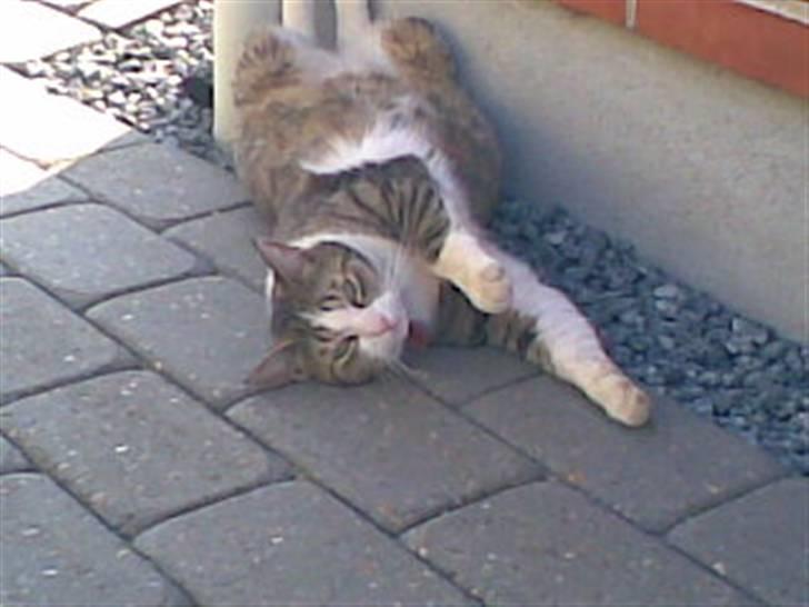 Huskat Tulle - Hey... Lad lige vær med at ta billeder af mig...;p billede 8