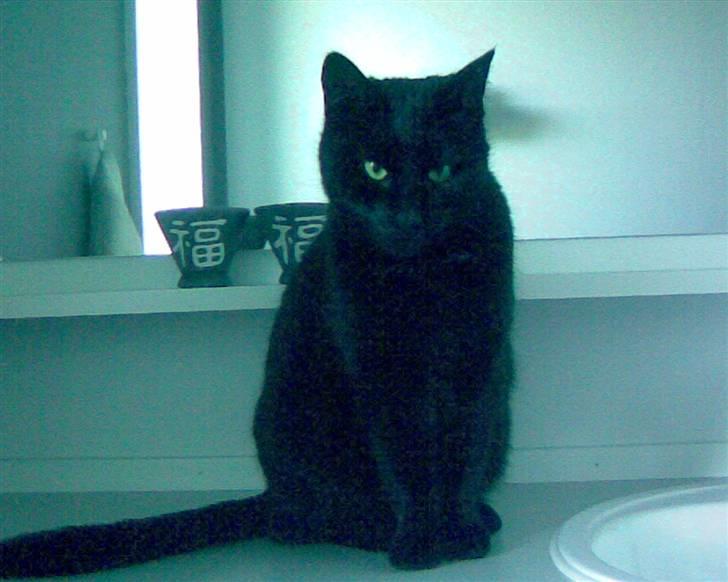 Huskat Tweedy - Velkommen til Tweedys profil<33 billede 1