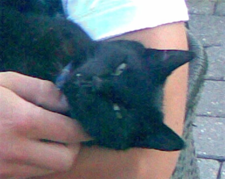 Huskat Tweedy - Tweedy... billede 2