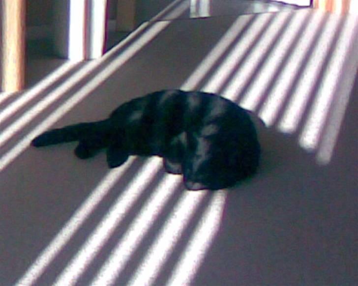 Huskat Tweedy - Tweedy på gulvet i stuen<33 billede 3