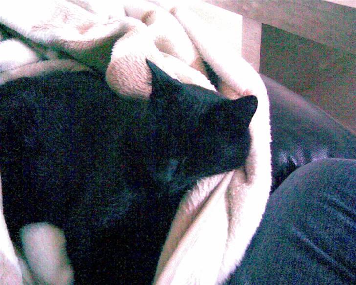 Huskat Tweedy - Nårh........Tweedy mus.................<33 billede 4