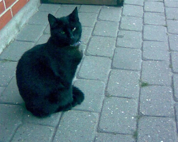 Huskat Tweedy - Missen på terrassen..........;D billede 5