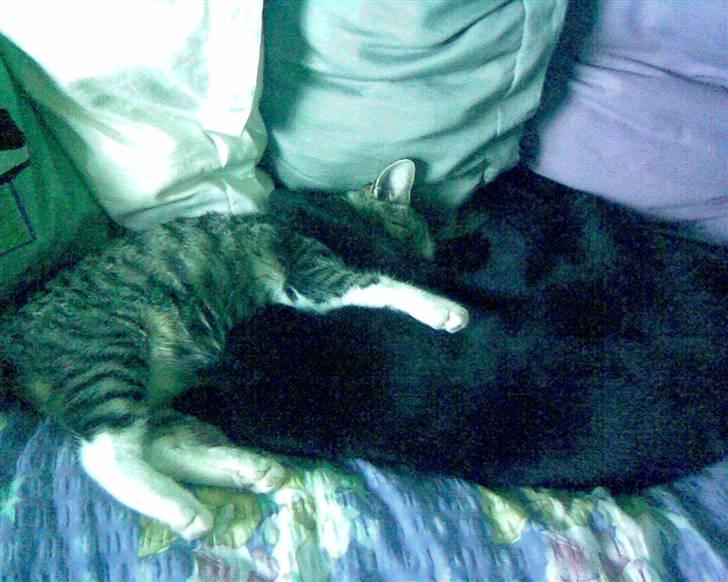 Huskat Tweedy - Tweedy og Tulle billede 6