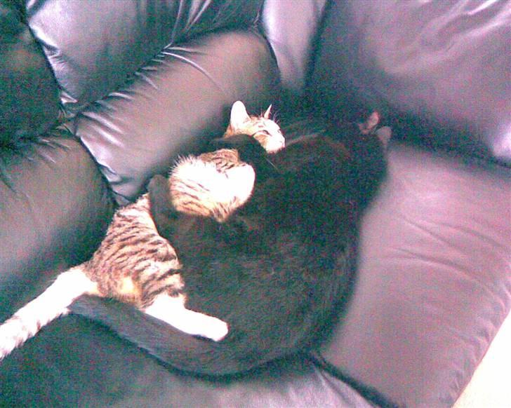 Huskat Tweedy - Tweedy og Tulle......Sødt billede<33 billede 7