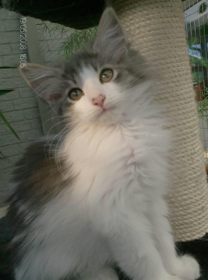 Norsk Skovkat Aksel billede 3