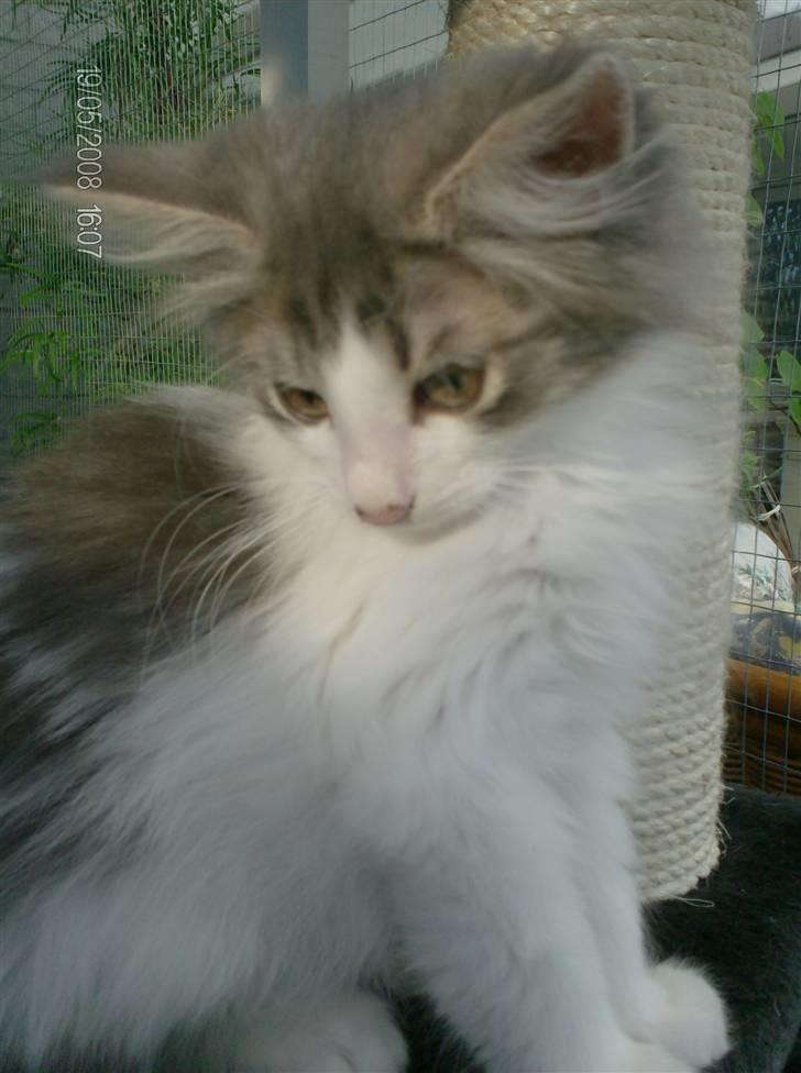 Norsk Skovkat Aksel billede 4