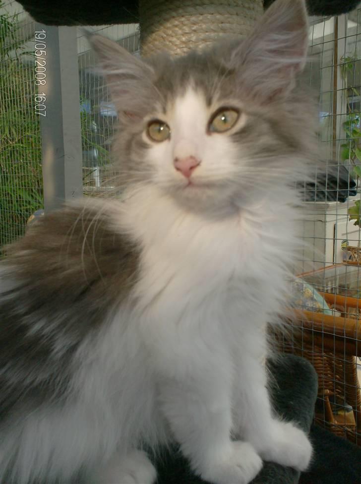 Norsk Skovkat Aksel billede 5