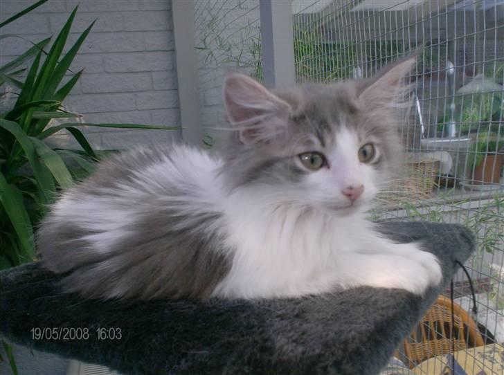 Norsk Skovkat Aksel billede 6