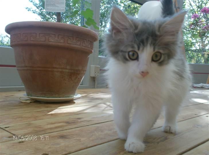 Norsk Skovkat Aksel billede 7