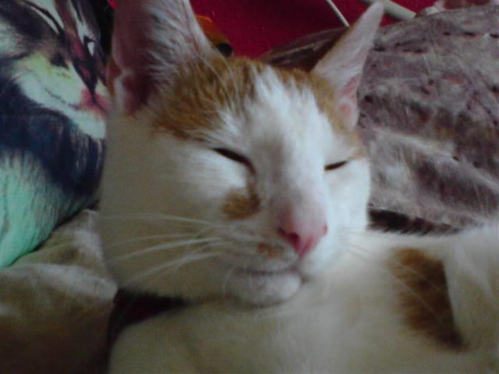 Huskat Mikkel - hvad så der billede 1