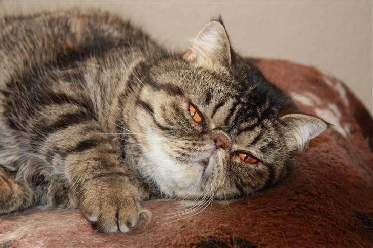 Exotic Sofus *18.09.2006 - 31.10.2012* - Smukke Sofus med de fantastiske øjne, maj 2010 billede 1