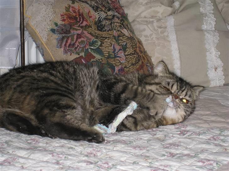 Exotic Sofus *18.09.2006 - 31.10.2012* - Leger med et stykke stof billede 16