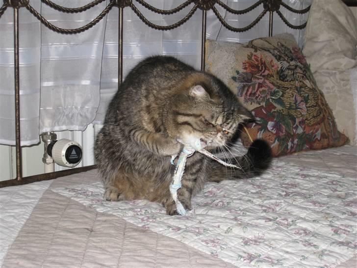 Exotic Sofus *18.09.2006 - 31.10.2012* billede 4