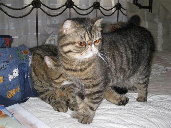 Exotic Sofus *18.09.2006 - 31.10.2012* - Lige flyttet ind og stadig lidt genert billede 5