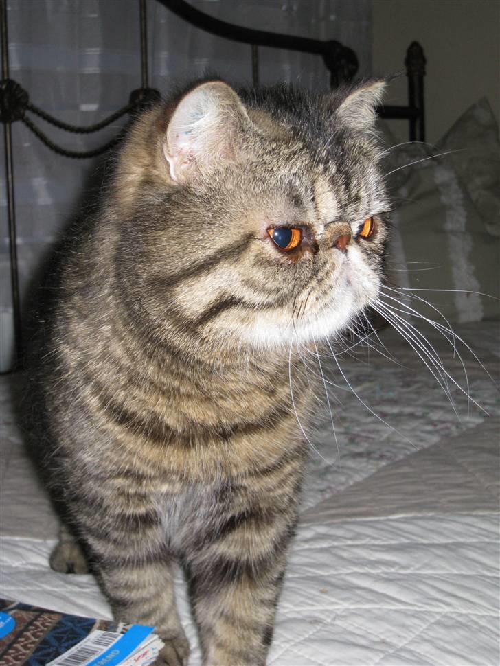 Exotic Sofus *18.09.2006 - 31.10.2012* billede 6