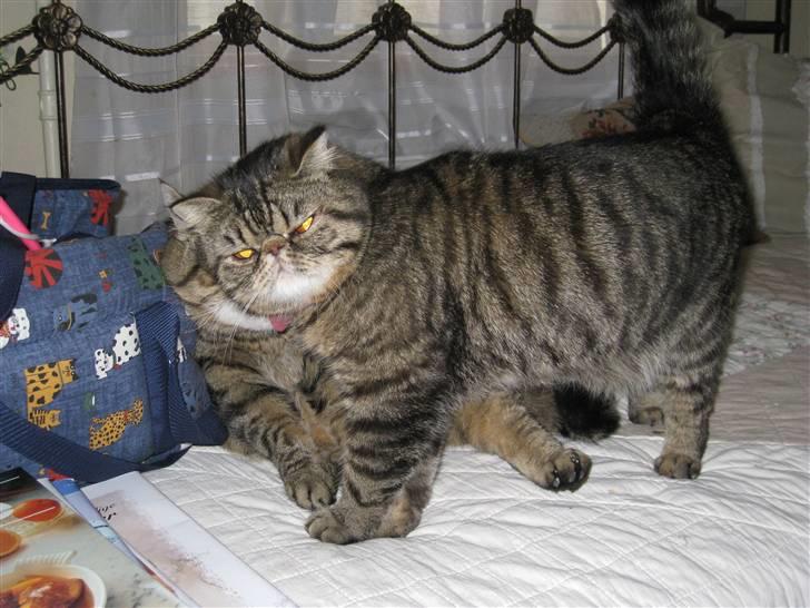 Exotic Sofus *18.09.2006 - 31.10.2012* billede 7