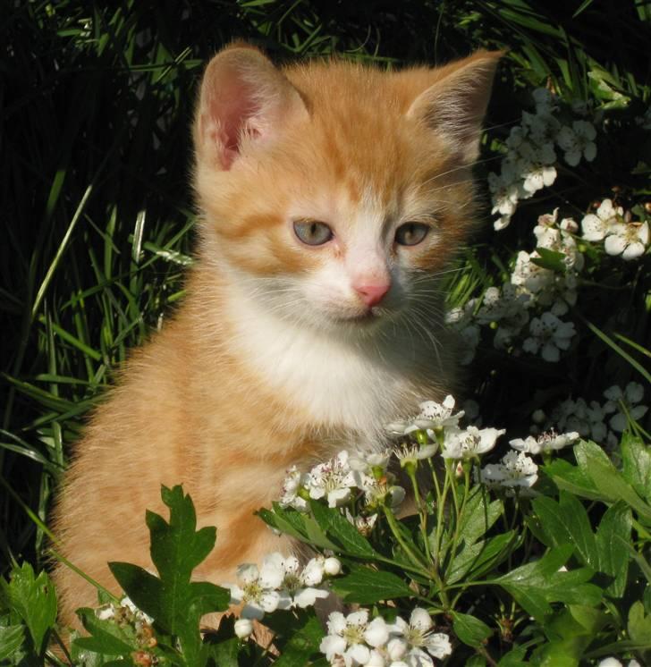 Huskat google billede 8