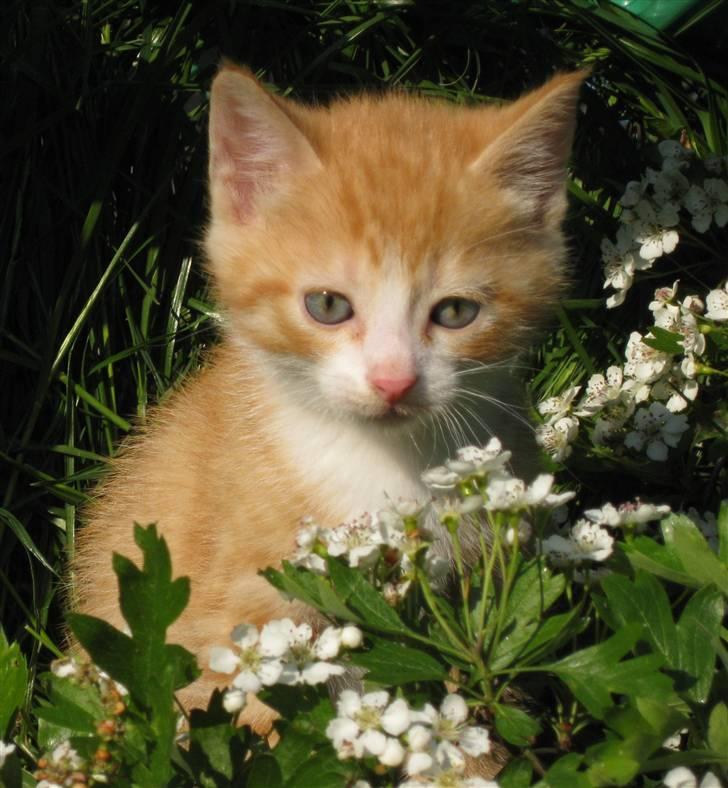 Huskat google billede 9