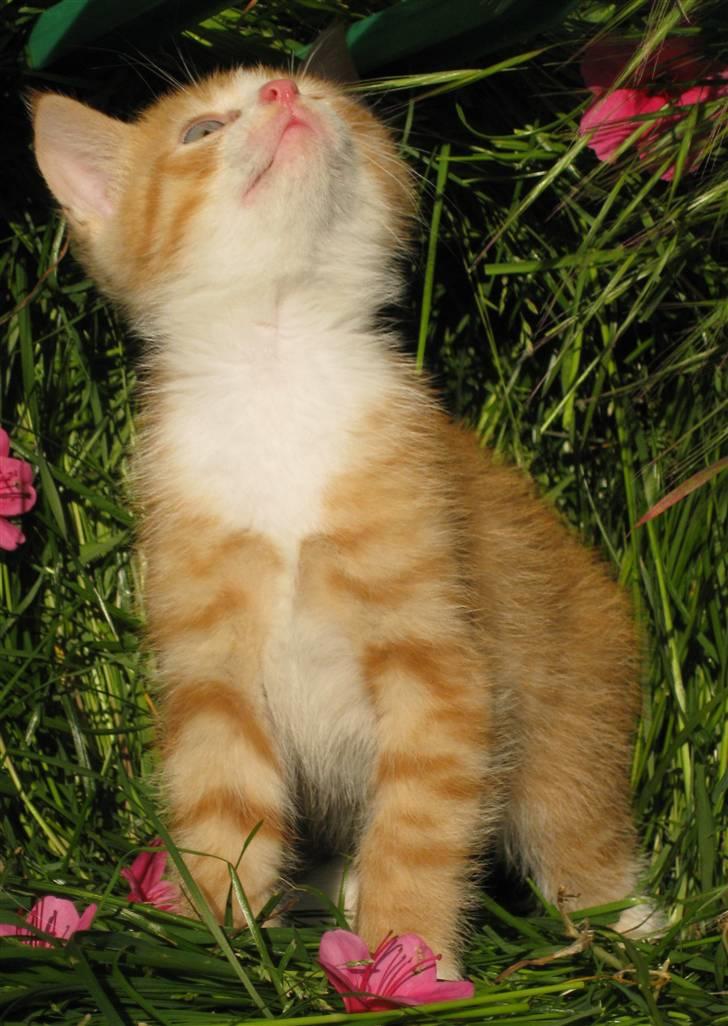 Huskat google billede 10