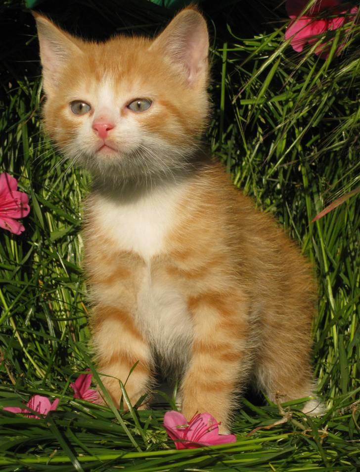 Huskat google billede 11