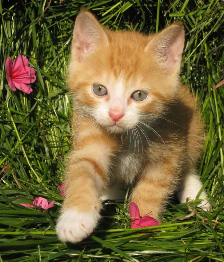 Huskat google billede 12