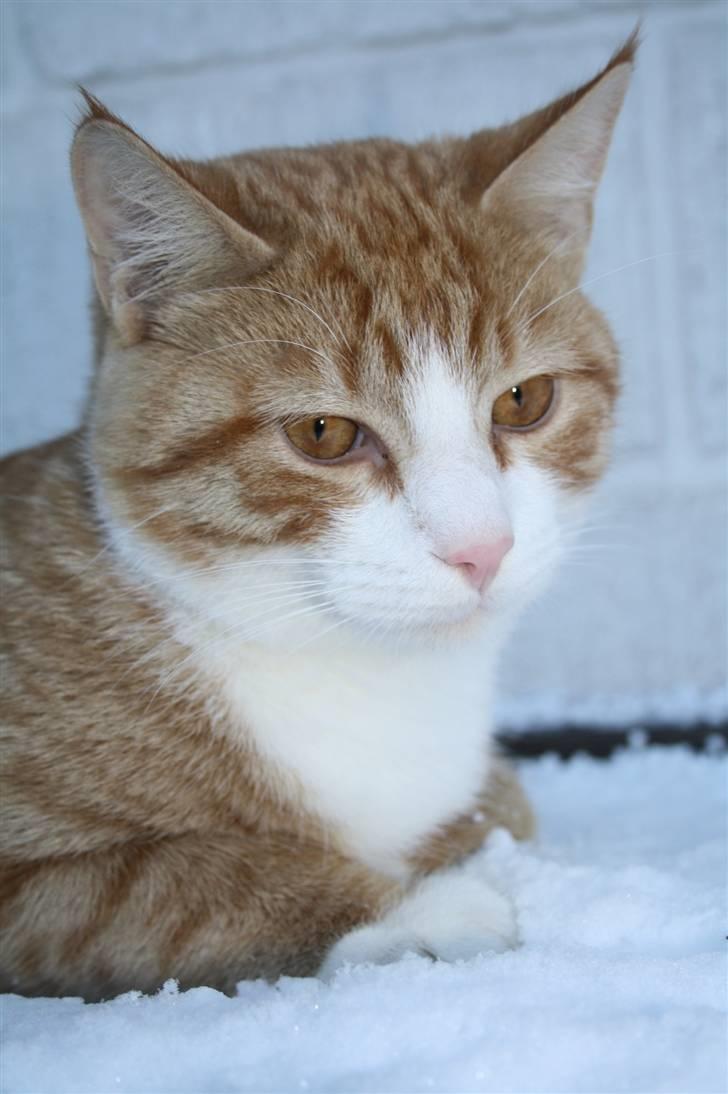 Huskat google billede 13