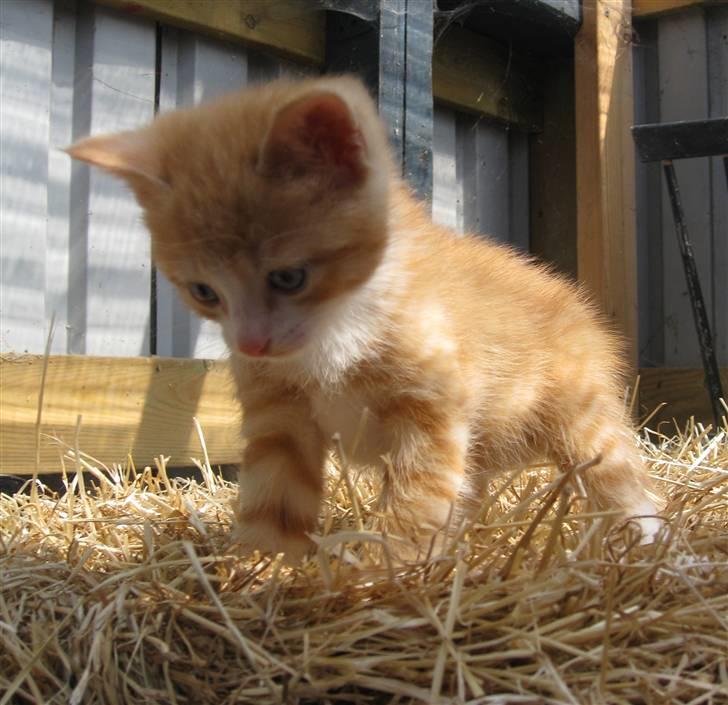 Huskat google billede 14