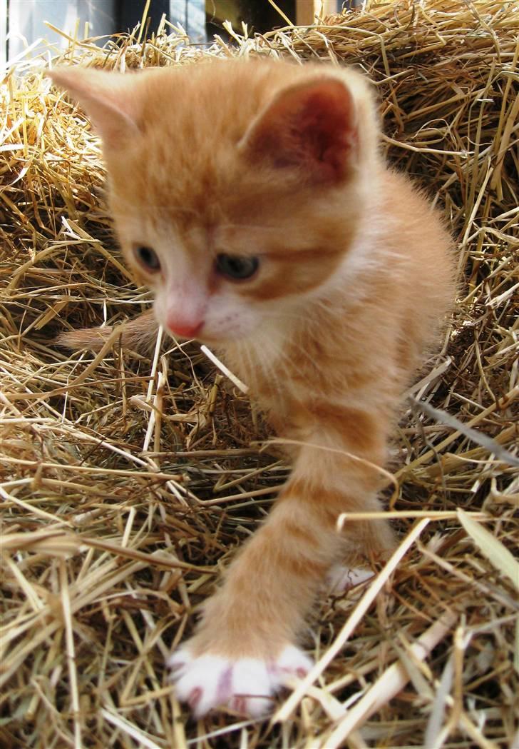 Huskat google billede 15