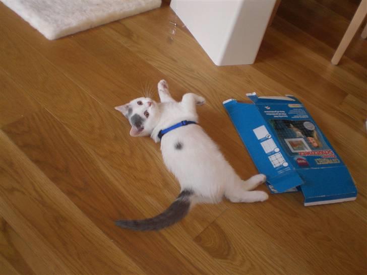 British Shorthair Kuzco billede 13