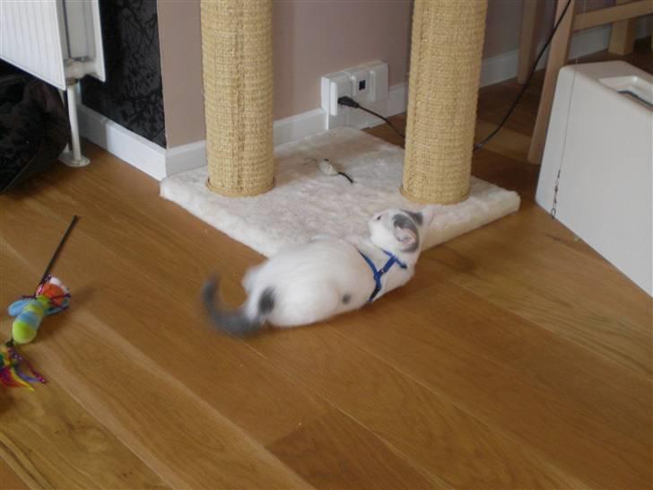 British Shorthair Kuzco billede 15