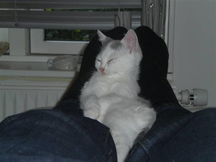 British Shorthair Kuzco billede 16