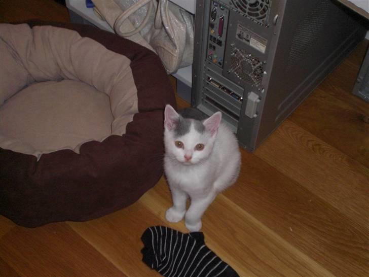 British Shorthair Kuzco billede 17