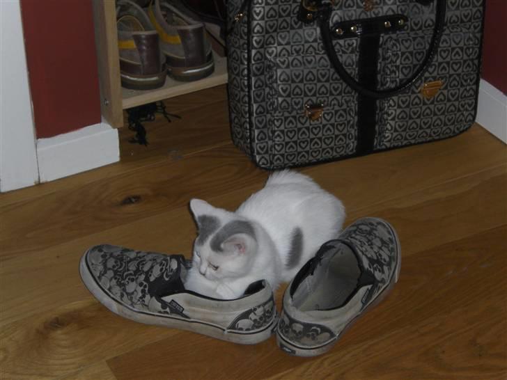 British Shorthair Kuzco billede 19