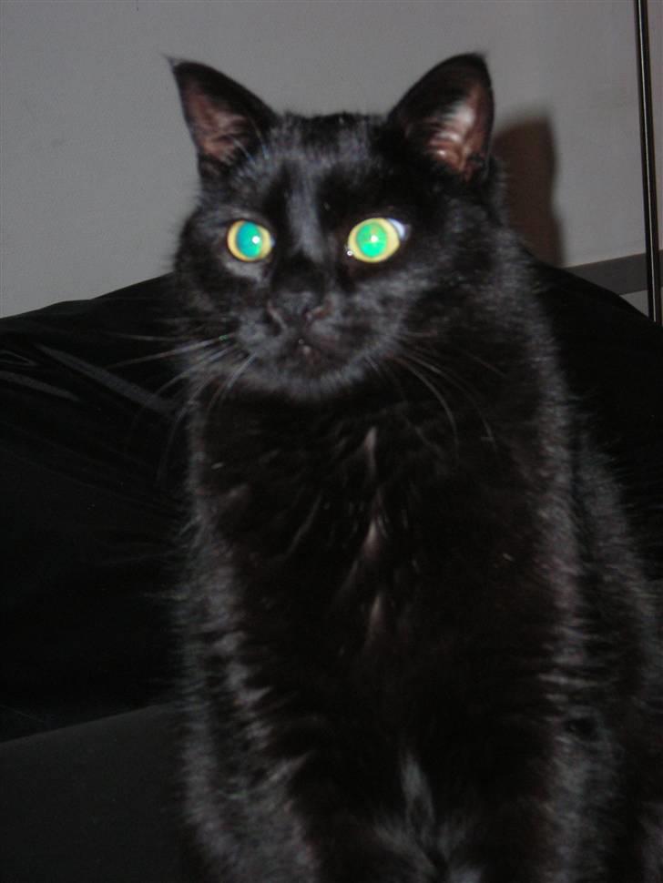 Huskat Ghandi *Solgt* billede 1