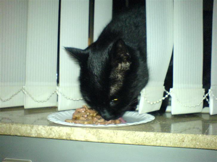 Huskat Ghandi *Solgt* billede 2