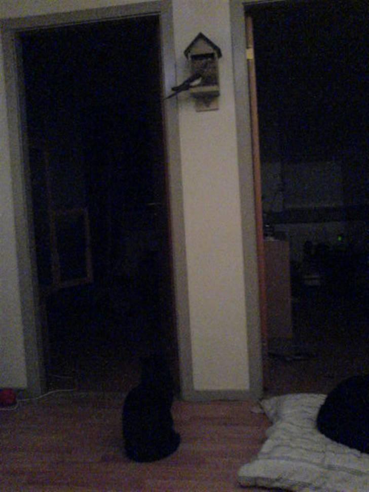 Huskat Ghandi *Solgt* billede 3