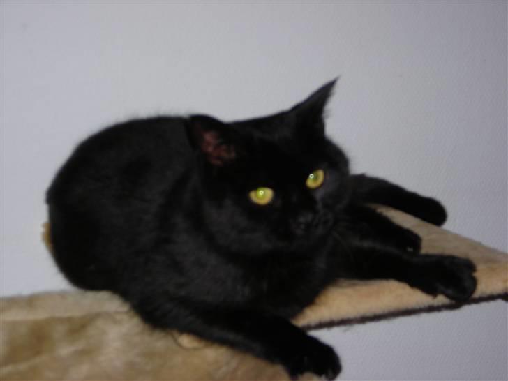 Huskat Ghandi *Solgt* billede 6