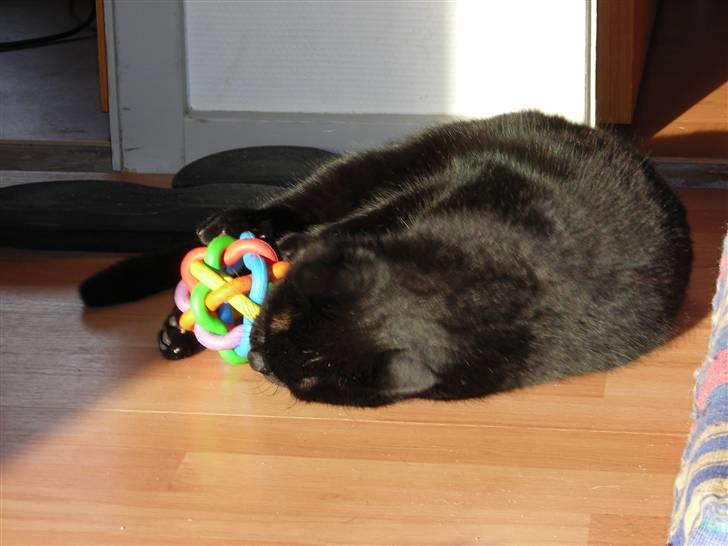 Huskat Ghandi *Solgt* billede 7