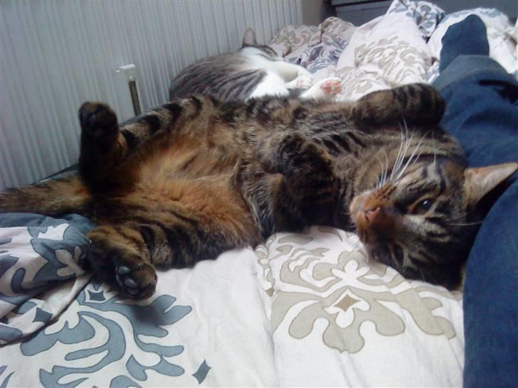 Blanding af racer Nemo billede 2